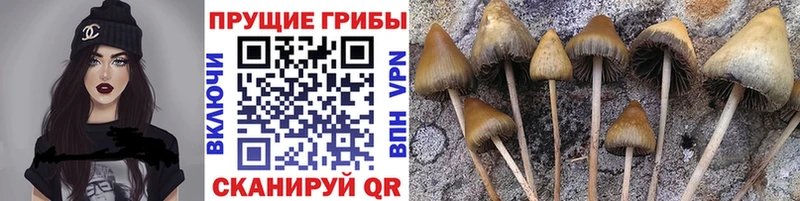 Галлюциногенные грибы прущие грибы  Избербаш 