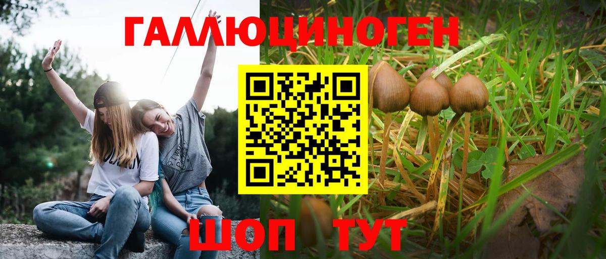 Галлюциногенные грибы GOLDEN TEACHER  где продают наркотики  Избербаш  Вход с VPN 